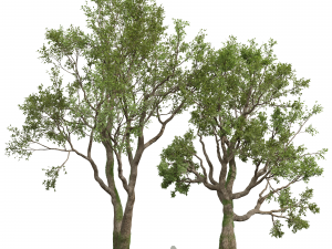 New Plant High detail Angel Oak Live Tree02 3D Model