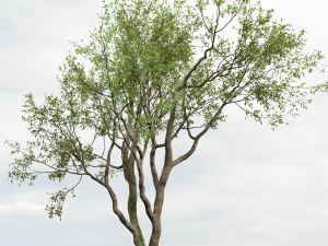 New Plant High detail Angel Oak Live Tree02 3D-Modell
