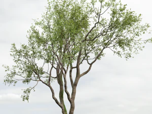 New Plant High detail Angel Oak Live Tree02 3D Model