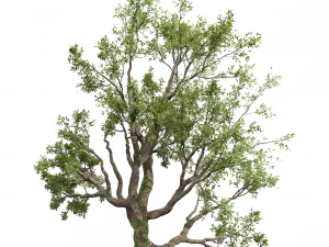 New Plant High detail Angel Oak Live Tree02 3D Model