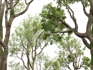 New Plant High detail Angel Oak Live Tree02 3D Model