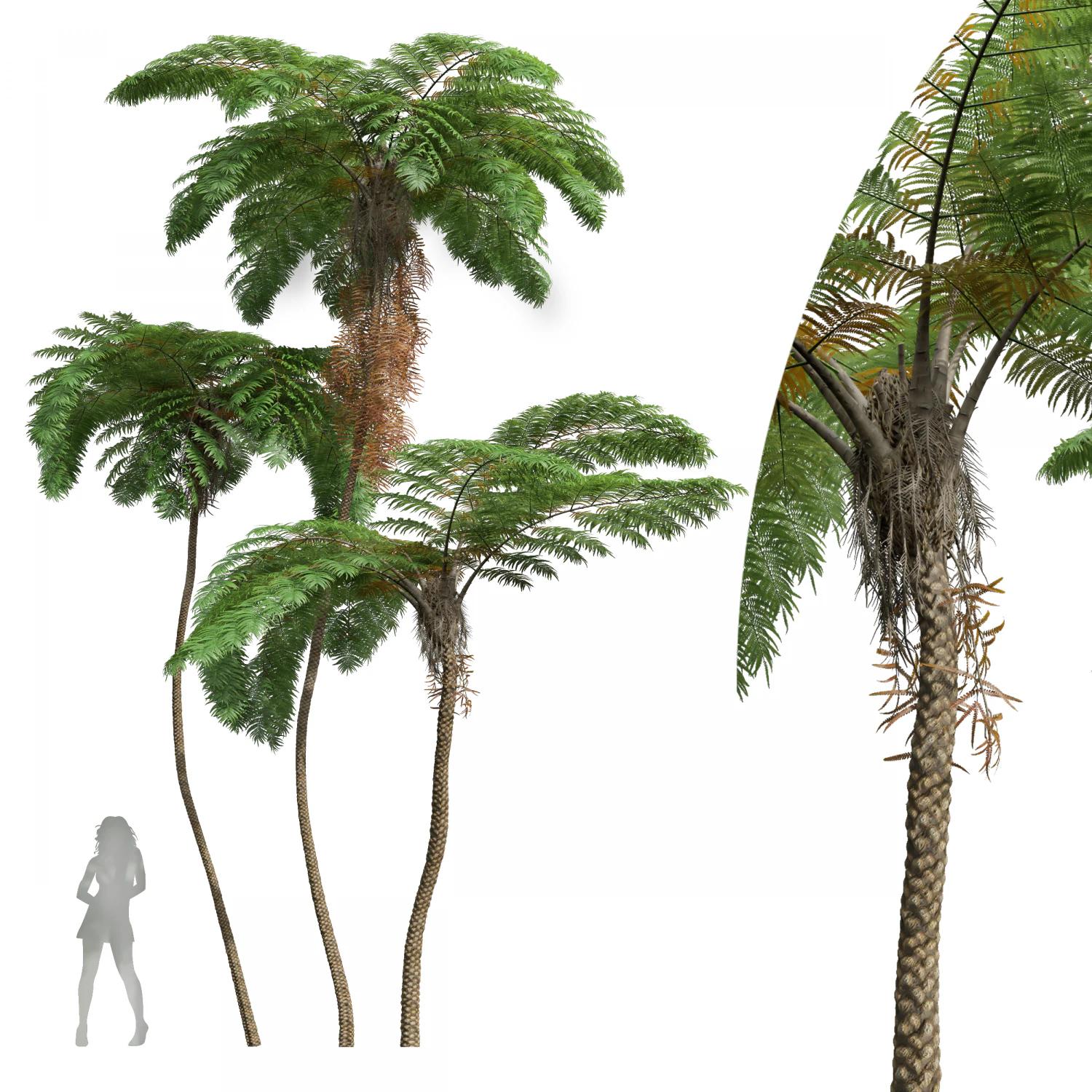 New Plant High detail Sphaeropteris Lepifera02 3D Model .c4d .max .obj .3ds .fbx .stl .blend 