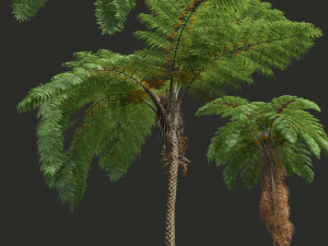 New Plant High detail Sphaeropteris Lepifera02 3D Model