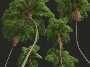 New Plant High detail Sphaeropteris Lepifera02 3D Model