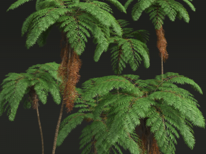 New Plant High detail Sphaeropteris Lepifera02 3D 模型