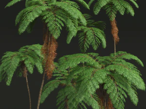 New Plant High detail Sphaeropteris Lepifera02 3D Model