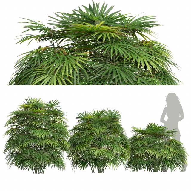New Plant High detail Rhapis Excelsa Bush Model 3D .c4d .max .obj .3ds .fbx .stl .blend 