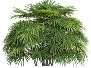 New Plant High detail Rhapis Excelsa Bush Model 3D