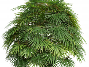 New Plant High detail Rhapis Excelsa Bush Model 3D