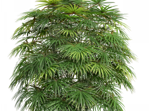 New Plant High detail Rhapis Excelsa Bush Model 3D