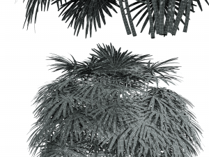 New Plant High detail Rhapis Excelsa Bush Model 3D