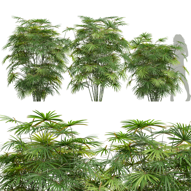 New Plant High detail Rhapis Excelsa 3D 모델 .c4d .max .obj .3ds .fbx .stl .blend 