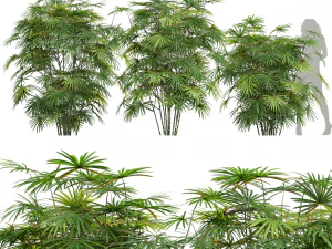 Nueva Planta Alto detalle Rhapis Excelsa Modelo 3D