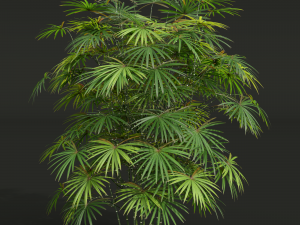 New Plant High detail Rhapis Excelsa 3D 모델