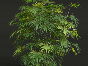 New Plant High detail Rhapis Excelsa 3D 모델