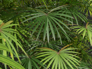 New Plant High detail Rhapis Excelsa 3D 모델