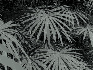 New Plant High detail Rhapis Excelsa 3D 모델