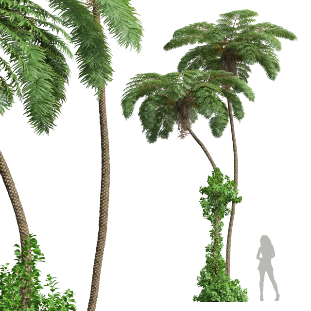 New Plant High detail Sphaeropteris Lepifera 3D-Modell .c4d .max .obj .3ds .fbx .stl .blend 