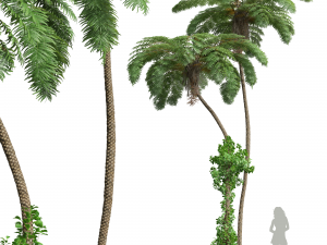 New Plant High detail Sphaeropteris Lepifera 3D Модель
