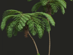New Plant High detail Sphaeropteris Lepifera 3D-Modell