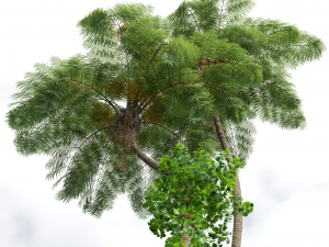 New Plant High detail Sphaeropteris Lepifera 3D-Modell