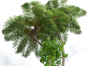 New Plant High detail Sphaeropteris Lepifera 3D Model