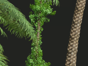 New Plant High detail Sphaeropteris Lepifera 3D-Modell