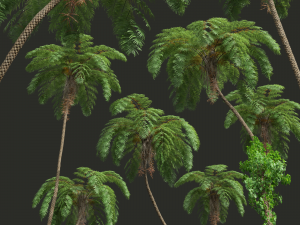 New Plant High detail Sphaeropteris Lepifera 3D-Modell