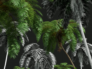 New Plant High detail Sphaeropteris Lepifera 3D-Modell