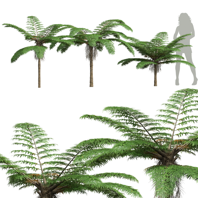 New Plant High detail Sphaeropteris Lepifera Small 3D Model .c4d .max .obj .3ds .fbx .lwo .lw .lws
