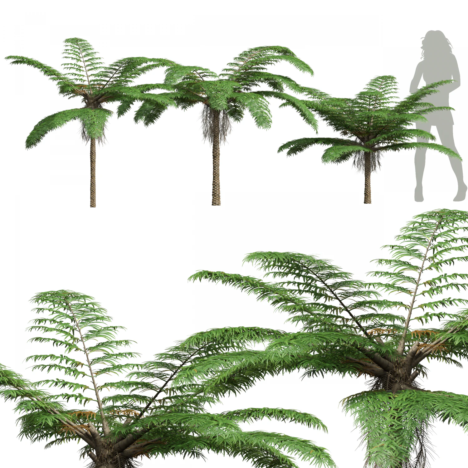 New Plant High detail Sphaeropteris Lepifera Small 3D Model .c4d .max .obj .3ds .fbx .stl .blend 