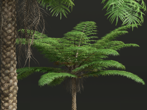 New Plant High detail Sphaeropteris Lepifera Small 3D-Modell