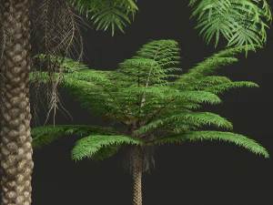 New Plant High detail Sphaeropteris Lepifera Small 3D Model