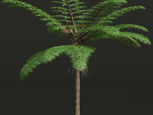 New Plant High detail Sphaeropteris Lepifera Small 3D-Modell