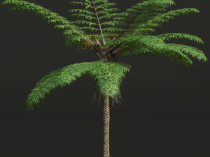 New Plant High detail Sphaeropteris Lepifera Small 3D Model