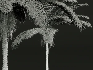New Plant High detail Sphaeropteris Lepifera Small 3D Model