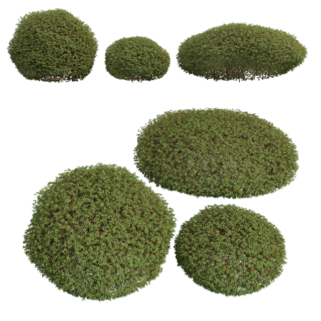 New Plant High detail Pyrrosia Lingua Hedge Sphere 3D Model .c4d .max .obj .3ds .fbx .stl .blend 