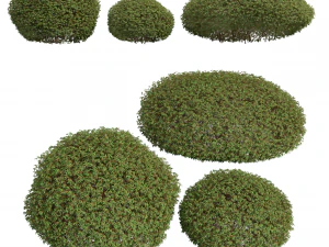 Tanaman Baru Detail Tinggi Pyrrosia Lingua Hedge Sphere Model 3D