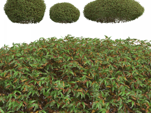 New Plant High detail Pyrrosia Lingua Hedge Sphere 3D Model