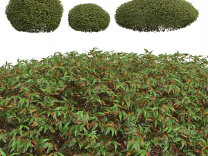 New Plant High detail Pyrrosia Lingua Hedge Sphere 3D Model