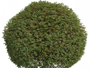 New Plant High detail Pyrrosia Lingua Hedge Sphere 3D Model