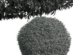 New Plant High detail Pyrrosia Lingua Hedge Sphere 3D Model