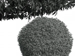 New Plant High detail Pyrrosia Lingua Hedge Sphere 3D Model