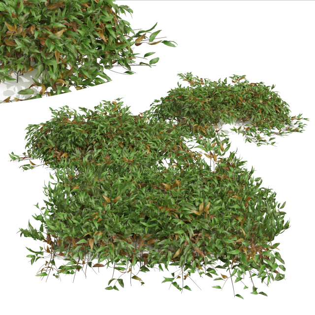 New Plant High detail Pyrrosia Lingua02 3D मॉडल .c4d .max .obj .3ds .fbx .stl .blend 