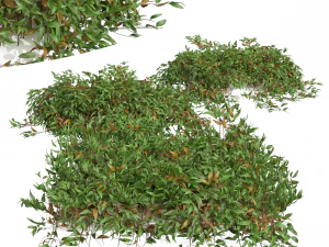 Nueva Planta Alto detalle Pyrrosia Lingua02 Modelo 3D