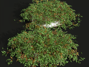 New Plant High detail Pyrrosia Lingua02 3D मॉडल