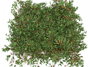 New Plant High detail Pyrrosia Lingua02 3D मॉडल