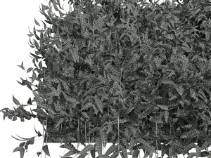 New Plant High detail Pyrrosia Lingua02 3D मॉडल