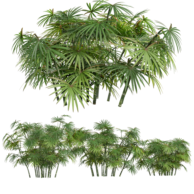 New Plant High detail Rhapis Excelsa Small 3D-Modell .c4d .max .obj .3ds .fbx .stl .blend 