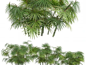 Nueva Planta Alto detalle Rhapis Excelsa Peque&ntilde;a Modelo 3D